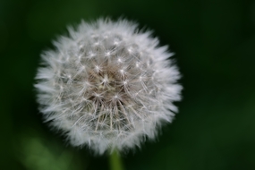 野生草本植物蒲公英球摄影图片